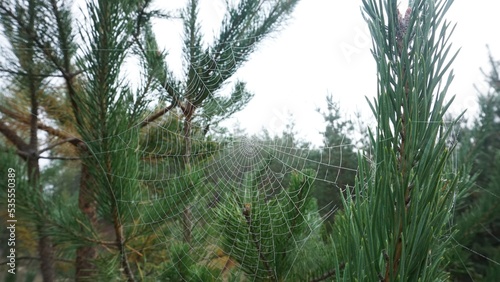 cobweb on a branch dew moisture morning fog forest
