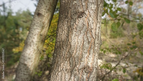 tree bark texture cut © Alexander Volokha