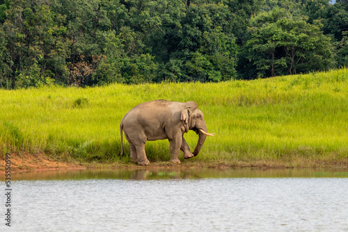 Photography elephant in the water