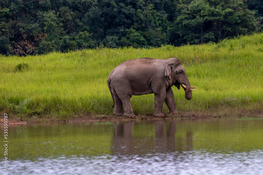 Fototapeta premium elephant in the river