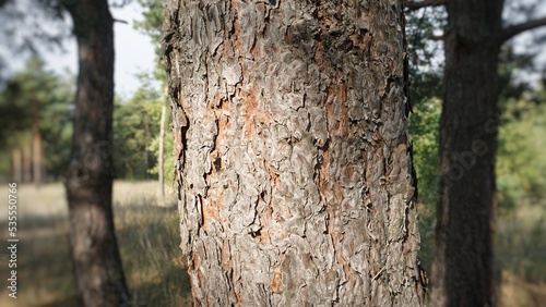 Fototapeta Naklejka Na Ścianę i Meble -  tree bark texture cut