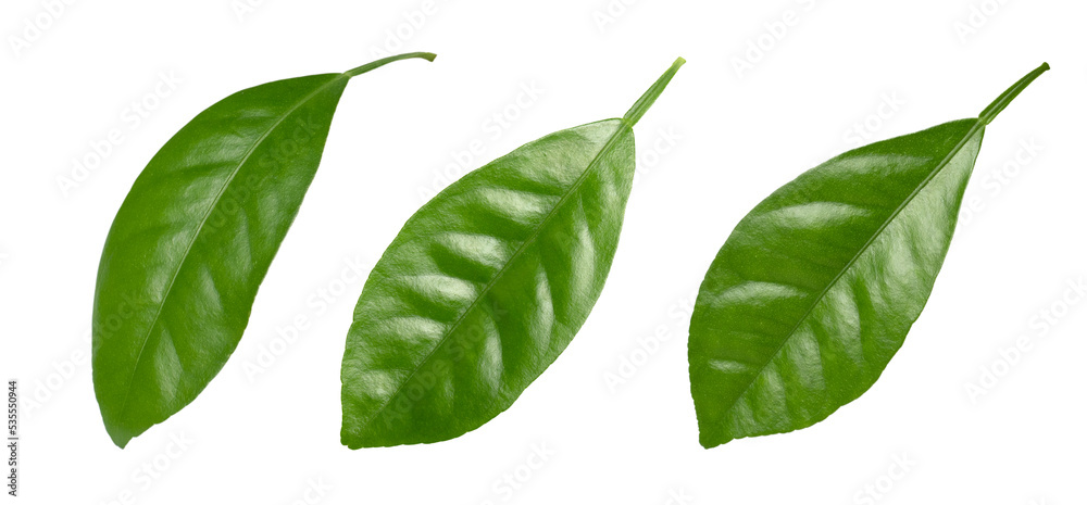 lemon leaves or lime leaves isolated on a white background. Leaves set, orange leaves isolated