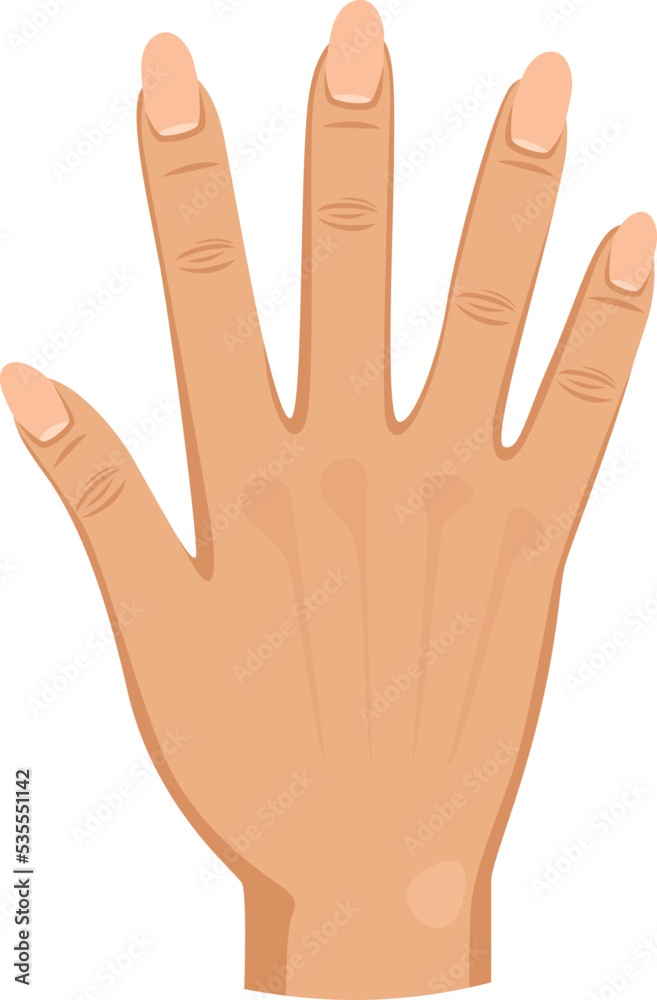 Fototapeta premium Female hand. Human palm with fingers color icon