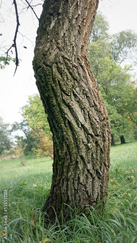 texture of tree trunk tree bark brown