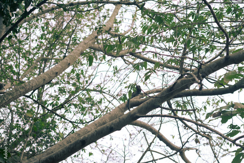 bird on a branch