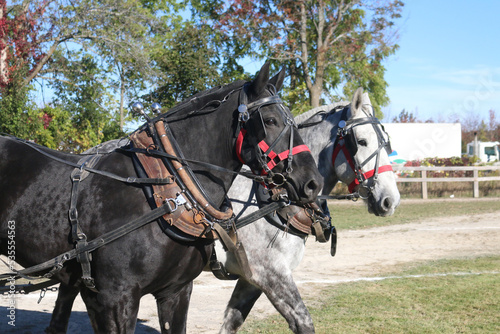 Percheron horses pulling horse pull competition
