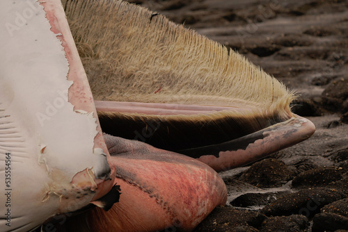 The head of a dead Fin Whale (Balaenoptera physalus) with its baleens photo