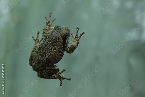 Gray Tree Frog Clinging to Glass photo