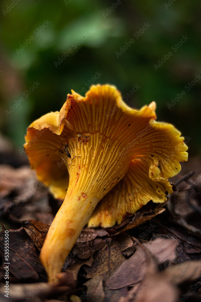 golden chanterelles Cantharellus cibarius gathering in forest in October golden chanterelles Cantharellus cibarius gathering in forest in October