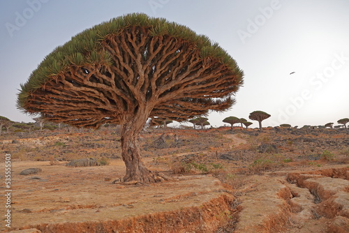 Dragon tree - Dracaena cinnabari - Dragon's blood - endemic tree from Socotra, Yemen