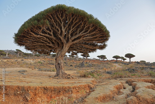 Dragon tree - Dracaena cinnabari - Dragon's blood - endemic tree from Soсotra, Yemen photo