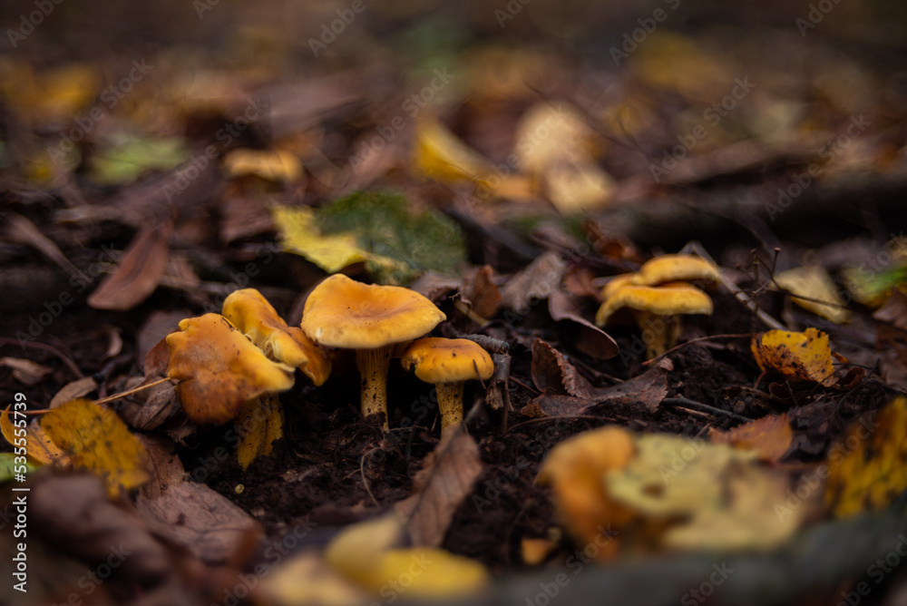 golden chanterelles Cantharellus cibarius gathering in forest in October golden chanterelles Cantharellus cibarius gathering in forest in October