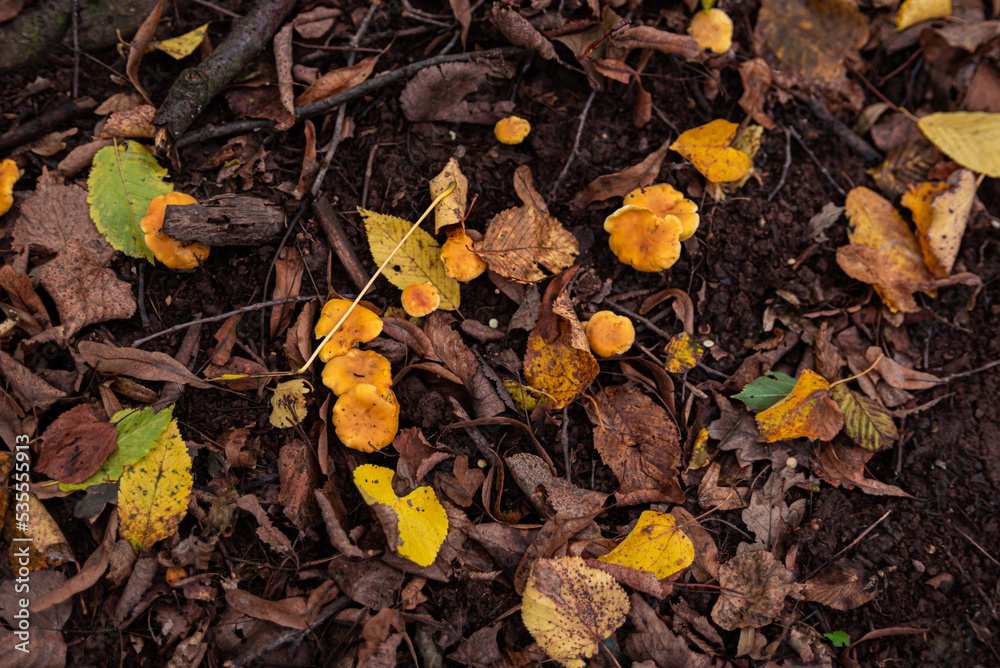 golden chanterelles Cantharellus cibarius gathering in forest in October golden chanterelles Cantharellus cibarius gathering in forest in October
