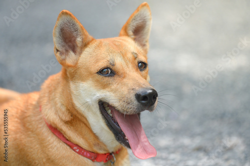 The brown dog was standing and smiling. smiling dog