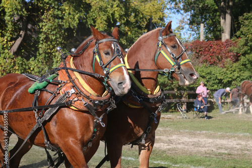 Heavy horses in Horse pull in fall fair