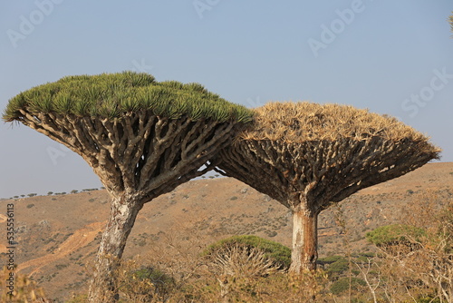 Canopy of dead dragon tree - Dracaena cinnabari - endemic tree from Soqotra, Yemen photo