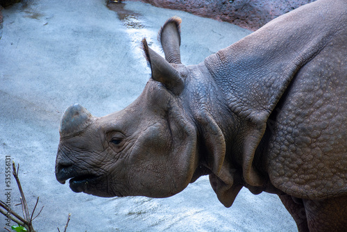 Profile shot of a rhinoceros face and torso
