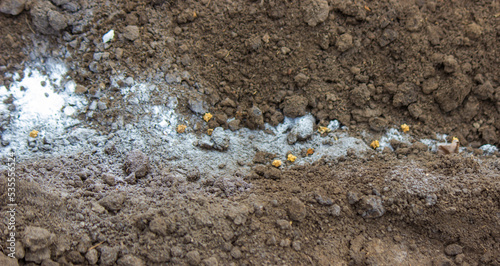 Wallpaper Mural woman farmer sows beet seeds. Torontodigital.ca