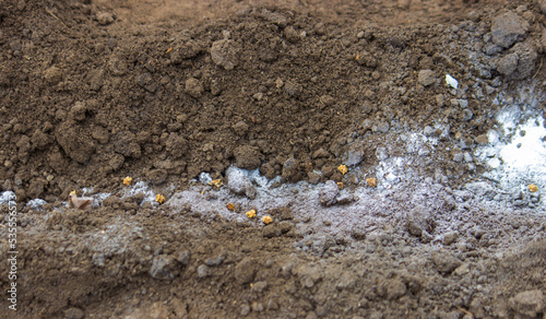Wallpaper Mural woman farmer sows beet seeds. Torontodigital.ca