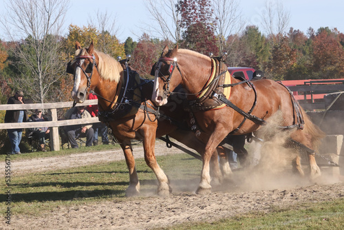 Draft Horses pulling in Horse Pull Competition in fall fair with beautiful sunny fall weather
