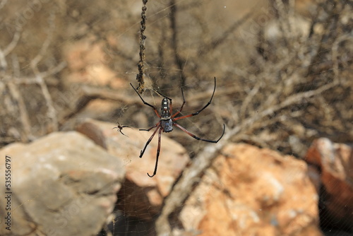 Wasp spider (Agriope) - Socotra island, Yemen