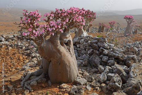 Bottle tree in bloom - adenium obesum - endemic tree of Socotra Island