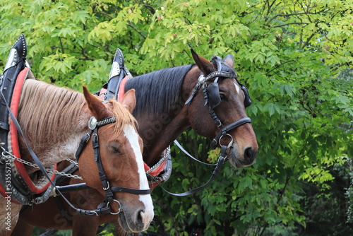 Close-up view of horse heads with harness. Two brown horses. Harnessed horses.