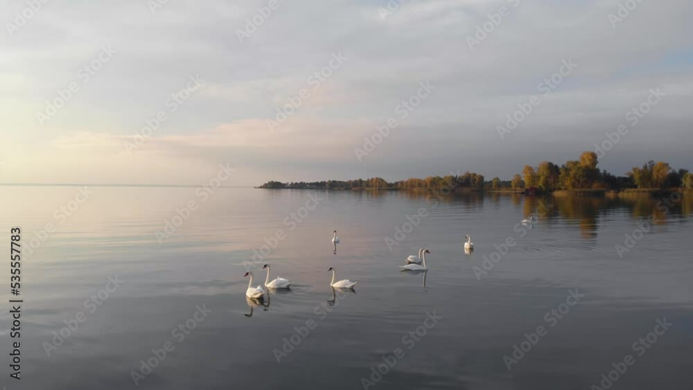 A bevy of beautiful white swans swimming on lake in late autumn drone low angle view. Flock of swans on water late fall season perfect calm sea A bevy of beautiful white swans swimming on lake in late autumn drone low angle view. Flock of swans on water late fall season perfect calm sea