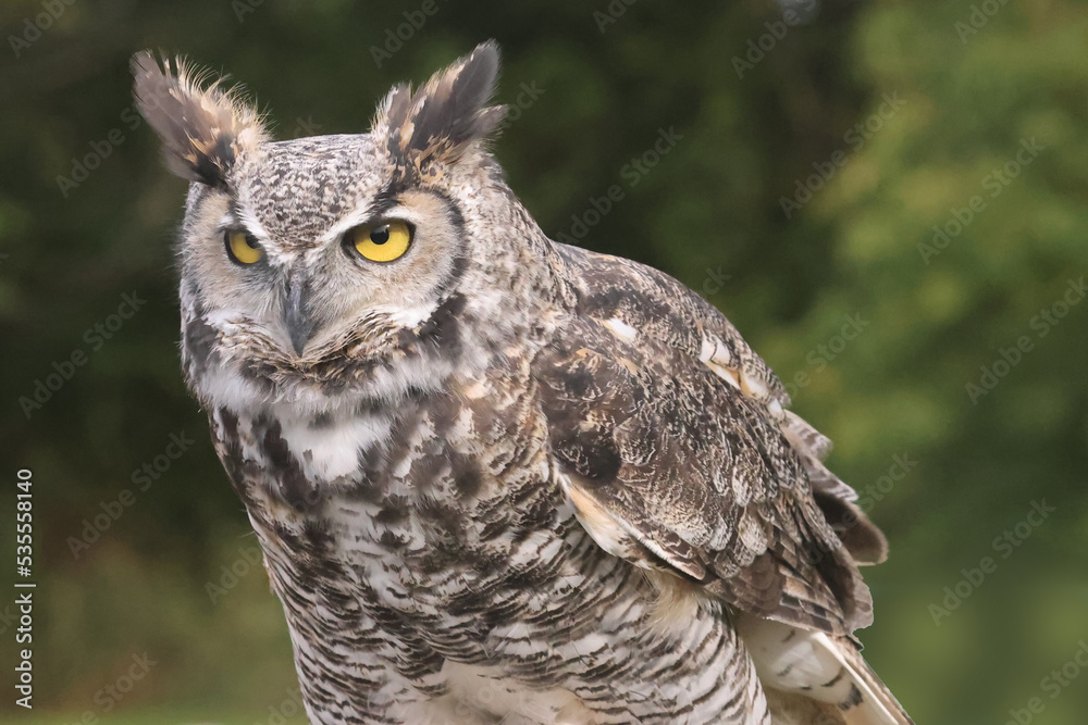 Obraz premium Great Horned Owl at Birds of Prey show at Fair in fall