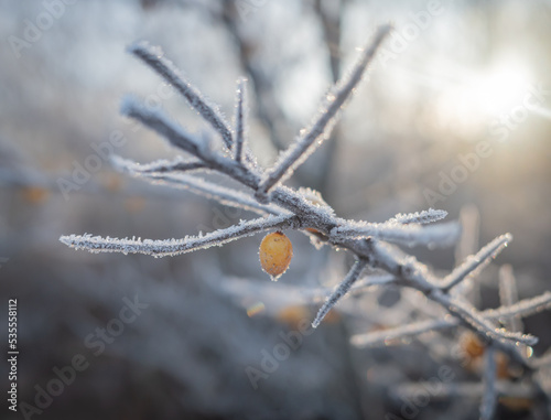 Closeup of sea buckthorn branch with yellow berries covered with white hoarfrost in rays of morning sun