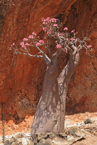 Bottle tree in bloom - adenium obesum - endemic tree of Socotra Island