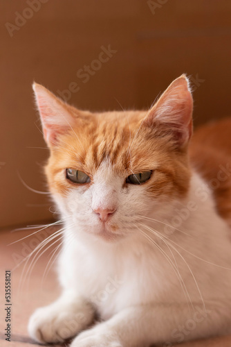 Vertical Closeup portrait of beautiful ginger cat with green eyes sitting relaxed
