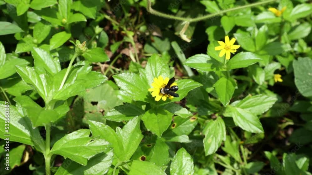An Ashy mining bee (Andrena Cineraria) is collecting nectar from Singapore daisy flowers by flying from flower to flower An Ashy mining bee (Andrena Cineraria) is collecting nectar from Singapore daisy flowers by flying from flower to flower