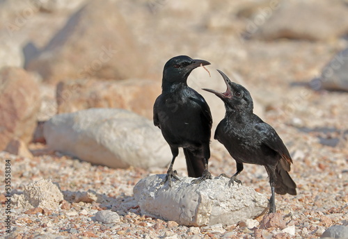 Socotra starling (Onychognathus frater) feeding its chick - Socotra island, Yemen 