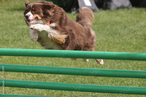 Border Collie high jumping at Dog agility competition 