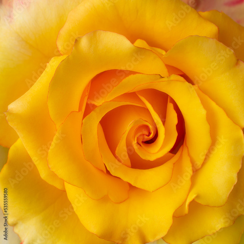 yellow rose close-up background, natural petal abstract in full frame wallpaper or backdrop, symbolize joy, friendship and new beginning
