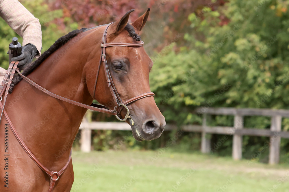 Arabian head of horse in horse show ring, fall sun