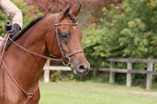 Arabian head of horse in horse show ring, fall sun © Janet