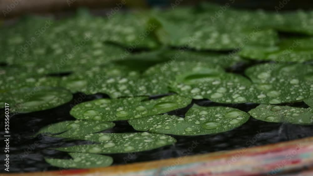 Rain Drops on The Lotus Leaves in The Pot, Side View Rain Drops on The Lotus Leaves in The Pot, Side View