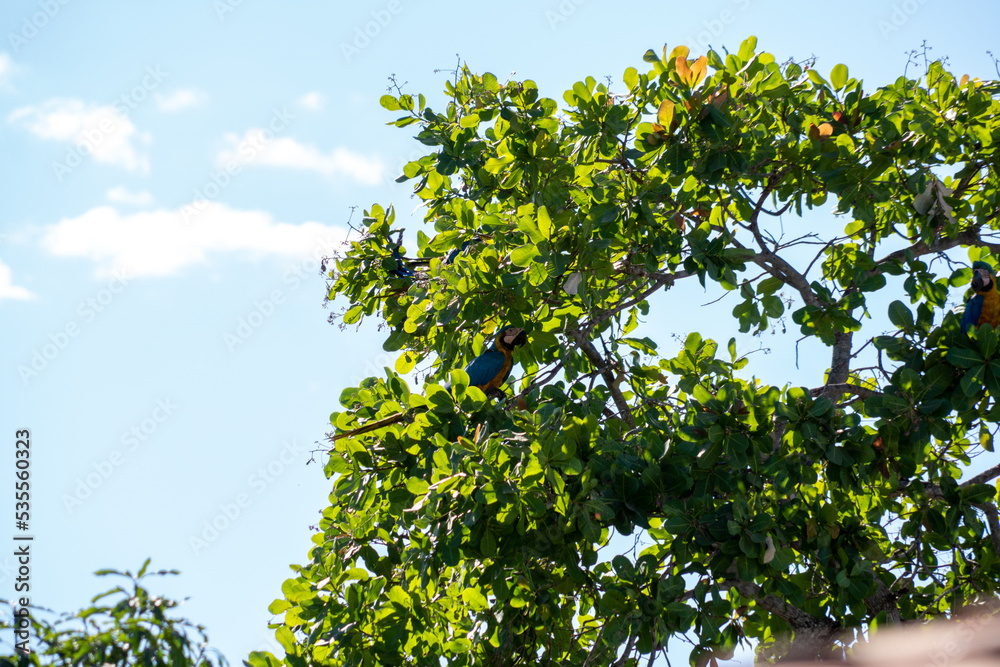 Fototapeta premium leaves against blue sky