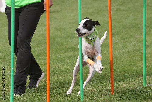 Sporing dog running through weave poles in bright sun photo