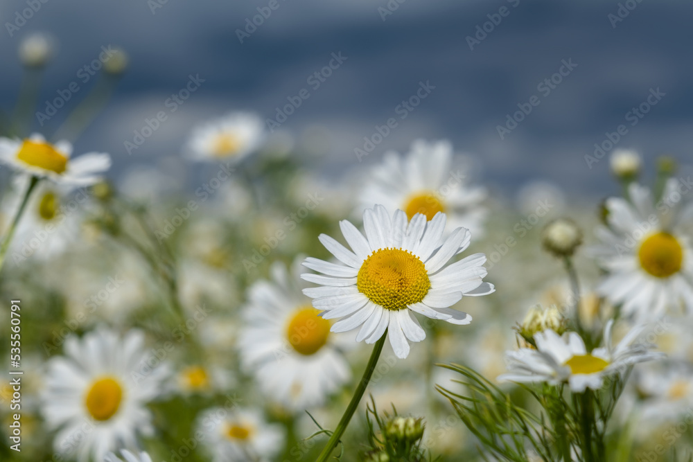 Beautiful chamomile flowers outdoors on a summer day