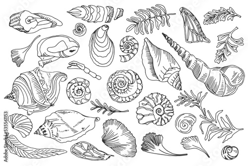 Isolated black line contour seashells and plants Set of Hand drawn ocean shell or conch mollusk scallop Sea underwater animal fossil Nautical and aquarium, marine theme. Vector illustration.