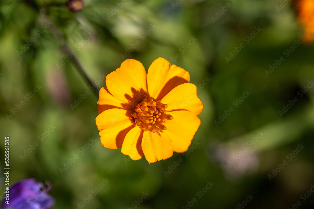 bright orange flower head of cosmos with a blurred green background bright orange flower head of cosmos with a blurred green background