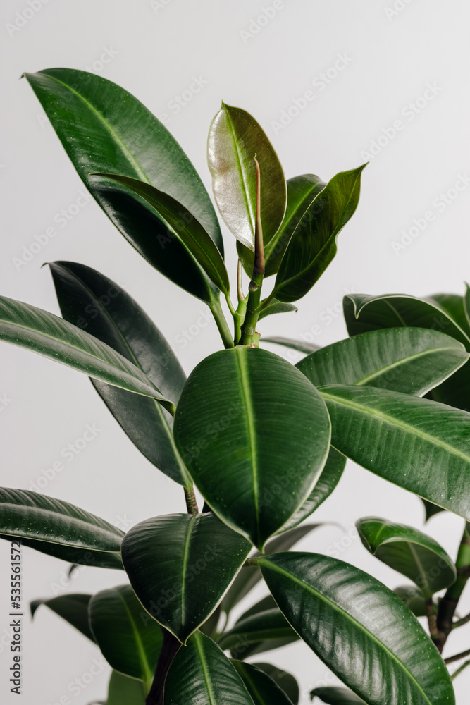 Ficus elastica plant(rubber tree) closeup, air purifying houseplant Ficus elastica plant(rubber tree) closeup, air purifying houseplant