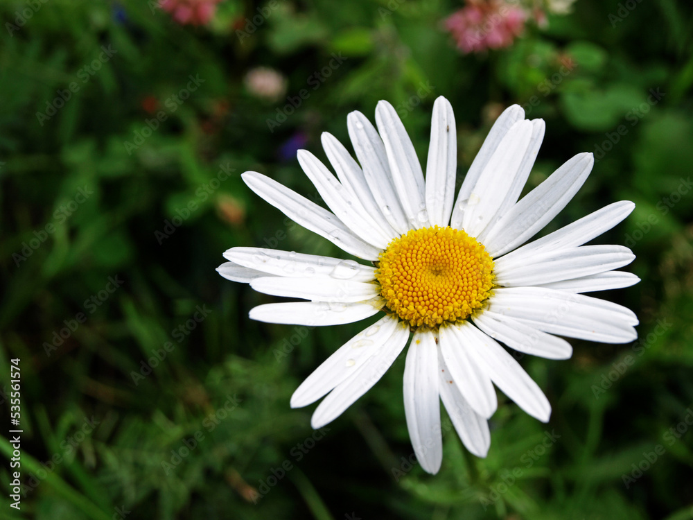 Lonely chamomile flower pharmacy near Lonely chamomile flower pharmacy near