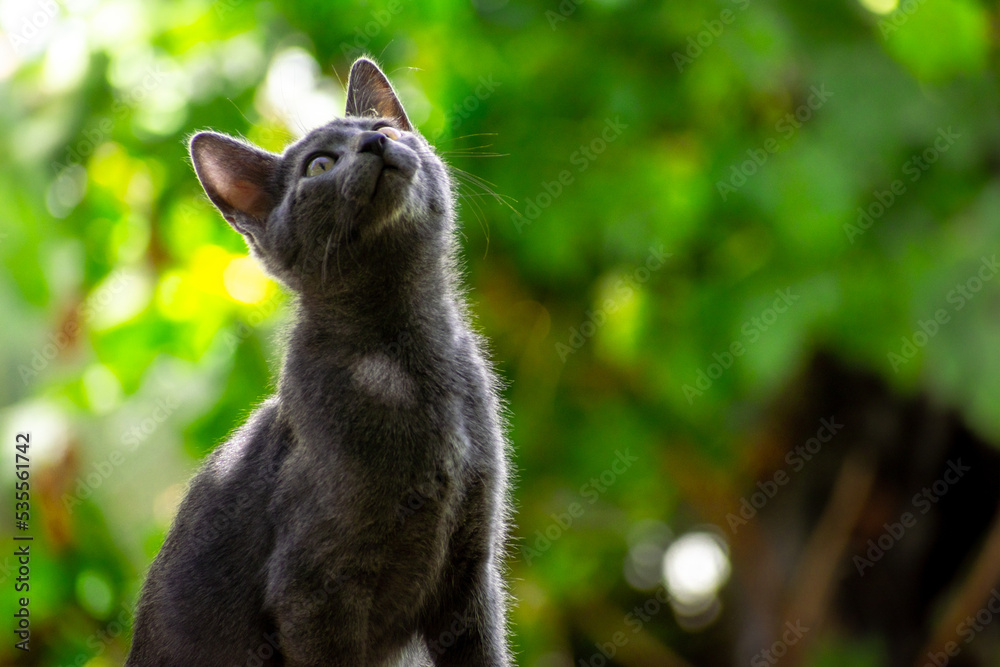 Fototapeta premium Gato azul ruso negro gris joven pequeño a la luz entre las hojas sobre él con fondo desenfocado de luces y arboles