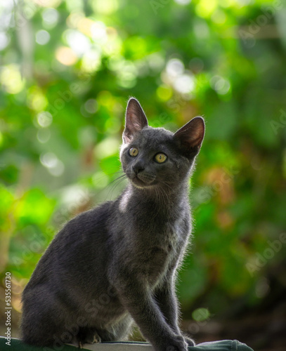 Gato azul ruso negro gris joven pequeño a la luz entre las hojas sobre él con fondo desenfocado de luces y arboles