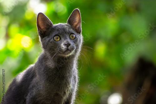 Gato azul ruso negro gris joven pequeño a la luz entre las hojas sobre él con fondo desenfocado de luces y arboles