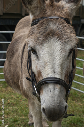 Close up of donkey's head, wearing bridle.